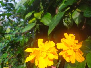 Coorg light - Madikeri - 9