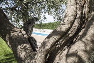Masseria Gravelle - Turi - 1