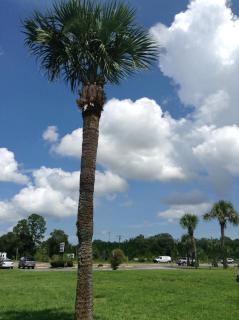 Nassau Holiday Motel - 1