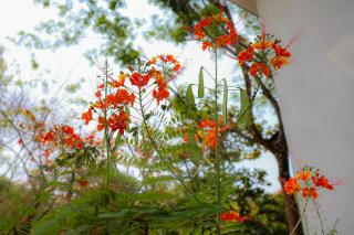 Vista Verde Surf & Studios - jungle View - Carmen - 1