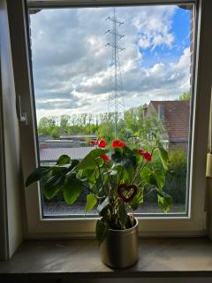 Le gîte des Ambres - Denderleeuw - 5
