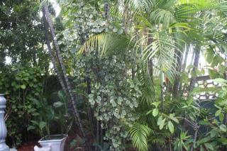 Caribbean Tourist Villa - 9