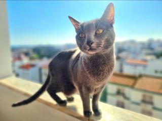 Stunning Room with private Bathroom and shared balcony, mainly with 3 adorable cats! - Lagos - 8
