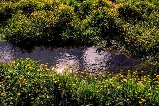 Cabañas Patagonia Rupestre - 1