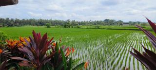 villa with rice field views in ubud - Ubud - 7