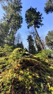 Boutique Hotel and Apartments Pension Sternen - Todtmoos - 6