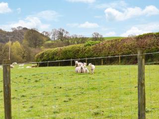 Seren - Abbey-Cwmhir - 5