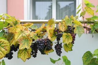 Hotel Derby Interlaken - self check-in - 1