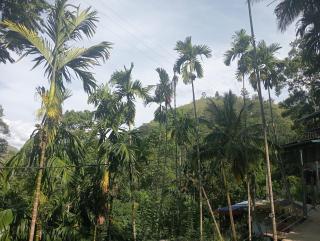 Cool Breeze View - Ella - 0