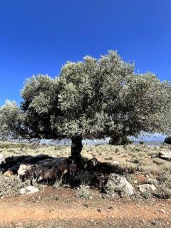 Maison Théia, entre mer et montagne Samonas - 9