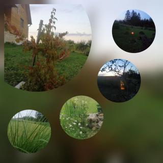 Tarin zov - Kaluđerske Bare - 4