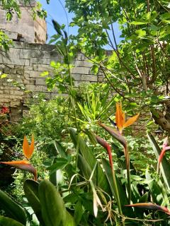 Capucines, un jardin secret dans le centre historique - Arles - 1