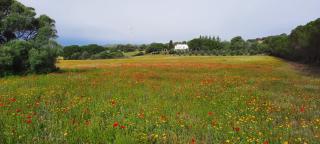 Agreen Country House - Olbia - 8