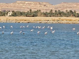 Marassina camp - Siwa - 3