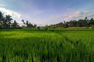 Villa Dewi 3 - Ubud - 9