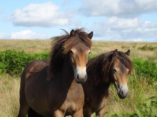 Exmoor BnB in Withypool on Two Moors Way - 0