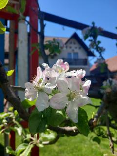 Edelweiss Ilinca - Zărneşti - 2