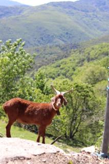 Quaint 500 yr old Stone House w/ Fabulous Views - Saint-Bresson - 5