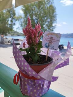 Theodora Rooms - Poros - 6