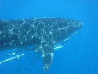 Basecamp Mafía Island - Utende - 3