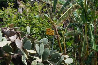 La casita del jardinero - Los Llanos de Aridane - 1