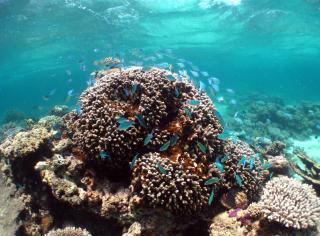 Ningaloo Coral Bay – Bayview - 2