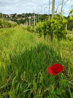 Affittacamere San Rocco - Aramengo - 7