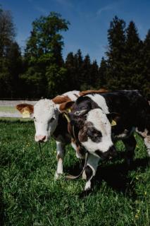 4 Sterne Ferienwohnung Hochries - 1