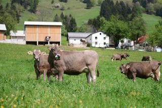 Ekološka turistična kmetija pri Lovrču - Tolmin - 0