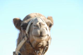 Negev Camel Ranch - Dimona - 9