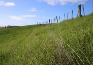 Rewarewa PurePod - 5