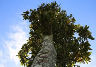 Rewarewa PurePod - Helensville - 4
