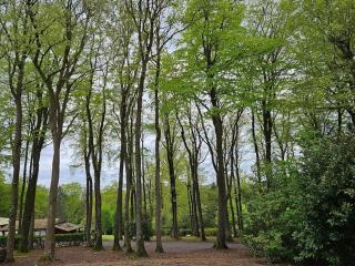 La Maison du Grand Sapin - Saint-Gatien-des-Bois - 9