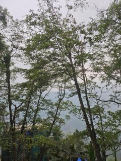 Shanol Residency - 4