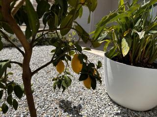 Casa Limone, Tropea - Drapia - 1