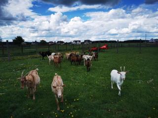 Apartament od Kaszuba - 9