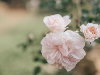 Wylde Rose Cottage - Pietermaritzburg - 1