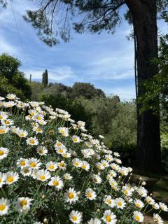 Agriturismo Fuccioli II - Carmignano - 2