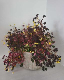 Charmerende villalejlighed på 80 kvm inklusiv gårdhave - 2