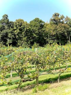 Serenity House Retreat Near MKT - 9