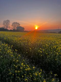 Lavender Cottage - Oundle - 2