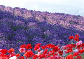 Lavender Breeze Furano - Furano - 6