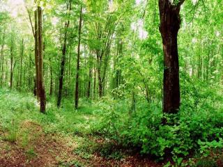 Eco Complex Sherba - Debelets - 4