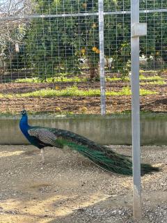 Finca La Tacita - Petunia - 1