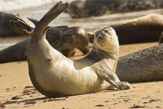 Family Chalets - 5 mins walk to beach, nr Great Yarmouth & Norfolk Broads - Scratby - 2
