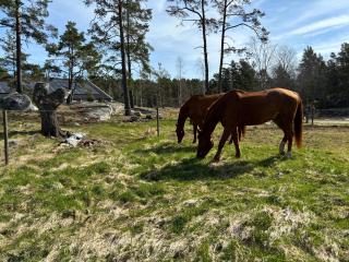 Cabin retreat in the archipelago - Djurhamn - 9