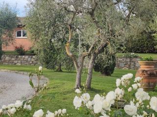 La Casa delle Rose - Terranuova Bracciolini - 9