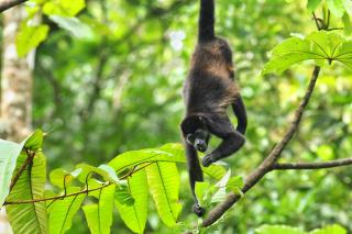 Las Arrieras Nature Reserve and Ecolodge - Horquetas - 4