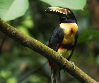 Las Arrieras Nature Reserve and Ecolodge - Horquetas - 3