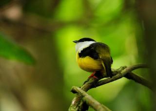 Las Arrieras Nature Reserve and Ecolodge - Horquetas - 2